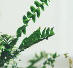 Alegría en lo insignificante