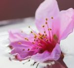 Esforzado y valiente