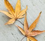 Nada puede separarnos