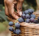 Un verdadero discípulo de Jesús