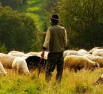 Gran sabiduría y mil ojos