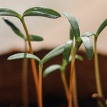 El efecto del nuevo comienzo