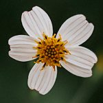 Vida mediante la muerte