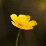 Testigos donde trabajamos