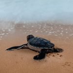 El privilegio de la mayordomía