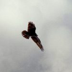 Fuerza para abandonar