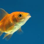 Monstruo, el pez dorado