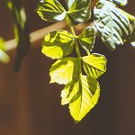 Necesitamos la ayuda de Dios