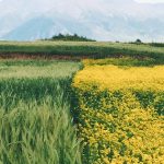 Ambas cosas son verdad