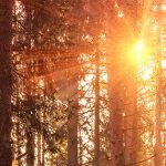 Esperanzas y anhelos