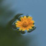 Gracias por el lunes