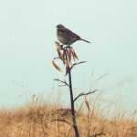 Adherirse a lo bueno