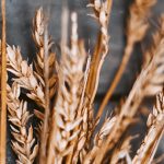 Aliento de comida rapida