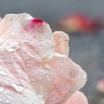 Bendición en las lágrimas